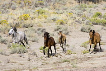 Wild horses {Equus caballus} gray stallion, dun mare, bay yearling filly and dun foal galloping, Adobe Town, Southwestern Wyoming, USA.