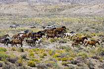 Herd of Wild horses {Equus caballus} mares, stallions and foals galloping whilst being round up in Adobe Town, Southwestern Wyoming, USA.