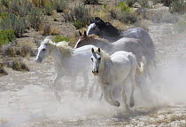 Wild horses {Equus caballus} Gray stallion, gray mare, blue roan mare, red roan stallion galloping whilst being round up in Adobe Town, Southwestern Wyoming, USA.