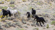Herd of Wild horses {Equus caballus} two gray mares, bay filly, black mare and bay stallion galloping whilst being round up in Adobe Town, Southwestern Wyoming, USA.