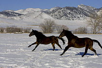 Two Bay thoroughbred geldings cantering through snow, Arvada, Colorado, USA.