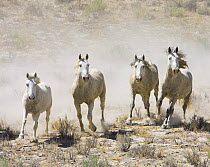 Wild horses {Equus caballus} gray stallion with three gray mares, Adobe Town, Southwestern Wyoming, USA.