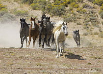 Group of Wild horses {Equus caballus} cantering,  Adobe Town, Southwestern Wyoming, USA.