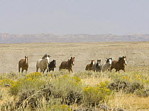 Group of Wild horses {Equus caballus} mares, foals and stallions cantering across landscape, Adobe Town, Southwestern Wyoming, USA.
