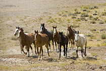 Herd of Wild horses {Equus caballus} galloping during round up in Adobe Town, Southwestern Wyoming, USA.
