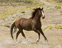 Chestnut stallion {Equus caballus} cantering, Adobe Town, Southwestern Wyoming, USA.