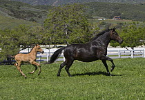 Black Paso Fino mare and dun Paso Fino foal {Equus caballus} cantering in field, Ojai, California, USA.