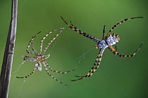 Lobed argiope spider {Argiope lobata} with shed skin, Spain, Europe