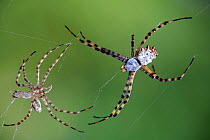 Lobed argiope spider {Argiope lobata} with shed skin, Spain, Europe