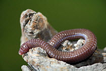 Worm lizard (Blanus cinereus) Spain