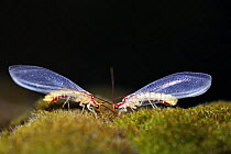Lacewings {Chrysopa dorsalis} feeding on moss,  Spain.