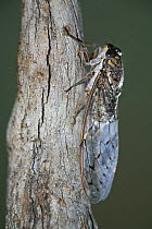Adult Cicada {Cicada orni} Spain