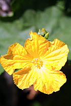 Close-up of Pumpkin plant flower {Cucurbita pepo} Spain.