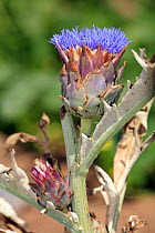 Artichoke flower {Cynara scholymus} Spain
