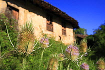 Common teasel {Dipsacus fullonum} growing in front of house, Spain.
