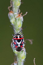 Harlequin bug {Graphosoma italicum / Eurydema dominulus} Spain
