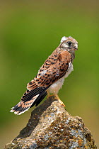 Lesser kestrel {Falco naumanni} losing juvenile plumage, Spain