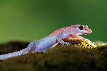 Turkish gecko {Hemidactylus turcicus} Note - almost albino