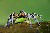 Wolf spider {Lycosa fasciventris} feeding on Grasshopper {Tettigonia sp.} Spain.