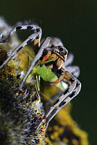 Wolf spider {Lycosa fasciventris} feeding on Grasshopper {Tettigonia sp.} Spain