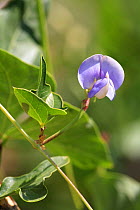 Anasazi analog bean plant {Phaseolus vulgaris} in flower, Spain.