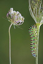Swallowtail butterfly {Papilio machaon} caterpillar climbing up plant, Spain