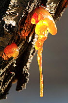 Resin exuding from the trunk of an Almond tree {Prunus dulcis} Spain.