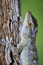 Moorish gecko {Tarentola mauritanica} camouflaged on tree trunk, Spain.