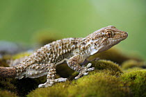 Moorish gecko {Tarentola mauritanica}