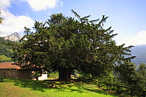 Common Yew tree {Taxus baccata} Bermiego, San Martin de Teverga, Asturias, Spain. Note - thousand year old tree