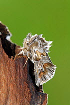 Processionary moth {Thaumetopoea sp.} Spain