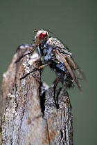 Mottled Bee-Fly {Thyridanthrax fenestratus} Spain