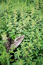 Patch of Stinging nettles {Urtica dioica} Spain