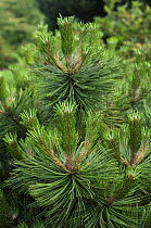 European black pine {Pinus nigra} also called Austrian pine, Europe (arboretum Belgium)