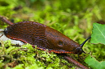 Black slug, orange form {Arion ater} La Brenne, France