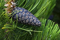 Bosnian pine {Pinus leucodermis} cone and needles, Europe in arboretum Belgium