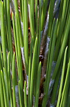 Close-up of Bosnian pine {Pinus leucodermis} needles Europe in arboretum Belgium