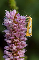 Catoptria pinella moth on Common bistort {Bistorta officinalis} Gran Paradiso, Alps, Italy