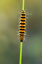 Cinnabar Moth caterpillar {Tyria jacobaeae} feeding on Hoary Ragwort, Belgium