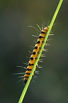 Cinnabar Moth caterpillar {Tyria jacobaeae} climbing up Hoary Ragwort, Belgium