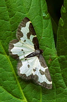 Clouded Border moth {Lomaspilis marginata} on leaf, Ardennes, Belgium