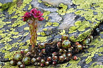 Cobweb houseleek {Sempervivum arachnoideum} on lichen covered rock, Gran Paradiso NP, Alps, Italy