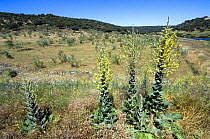 Denseflower mullein {Verbascum densiflorum} Spain