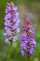 Fragrant orchid {Gymnadenia conopsea} Gran Paradiso NP, Alps, Italy