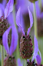 Close-up of French lavender {Lavandula stoechas} Spain