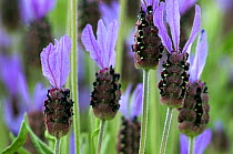 French lavender {Lavandula stoechas} Spain