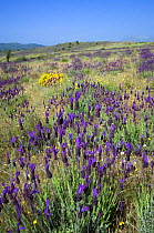 French lavender {Lavandula stoechas} growing in field, Spain