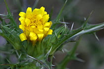Golden thistle {Scolymus hispanicus} Spain