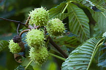 Unripe seeds on Horse chestnut tree {Aesculus hippocastanum} La Brenne, France