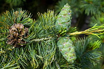 Japanese white pine {Pinus parviflora} with developing cones and old cones, (arboretum Belgium)